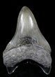 Serrated Megalodon Tooth #21730-1